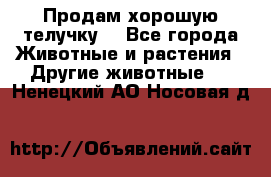 Продам хорошую телучку. - Все города Животные и растения » Другие животные   . Ненецкий АО,Носовая д.